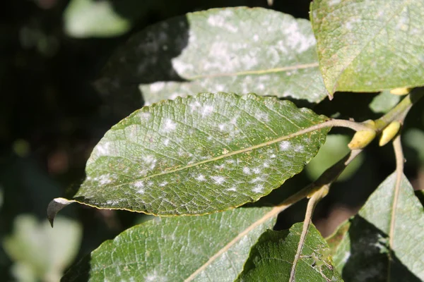 柳树白粉病或在柳树或大沙的叶子上的 Uncinula Adunca — 图库照片