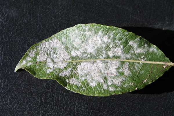 Saule Oïdium Uncinula Adunca Sur Feuille Salix Caprea Grand Saule — Photo