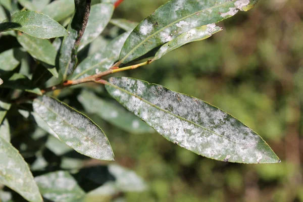 Willow leaves affected by powdery mildew — Stock Image Willow Leaves Affected Powdery Mildew Stock Photo