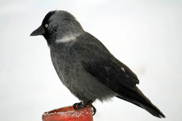 Västra Jackdaw Eller Coloeus Monedula Syn Corvus Monedula Vintern Vitryssland — Stockfoto