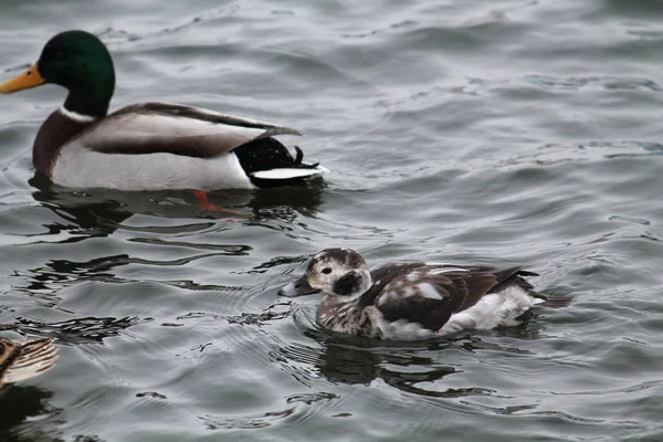 Pato Cola Larga Clangula Hyemalis Plumaje Invierno Con Ánade Real —  Fotos de Stock