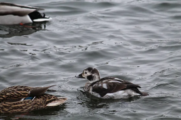 Pato Cola Larga Clangula Hyemalis Plumaje Invierno Río Svislach Minsk —  Fotos de Stock