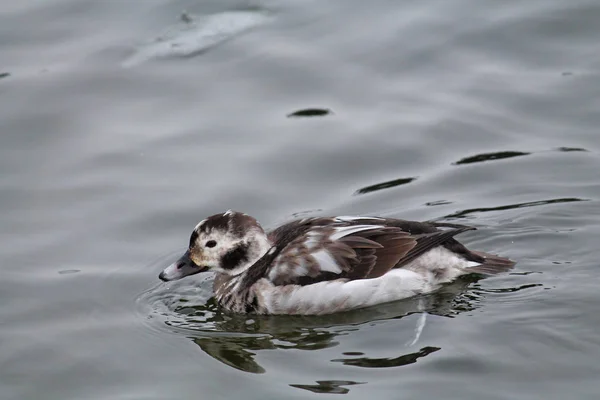 Pato Cola Larga Clangula Hyemalis Plumaje Invierno Río Svislach Minsk —  Fotos de Stock