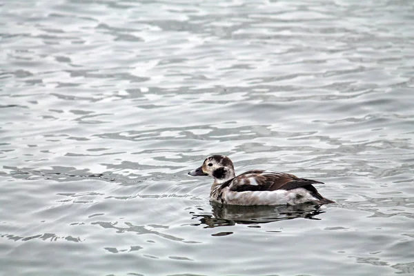 Pato Cola Larga Clangula Hyemalis Plumaje Invierno Río Svislach Minsk —  Fotos de Stock