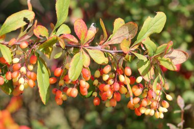 Ağaçtaki berberlerin kapatılması