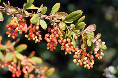 Ağaçtaki berberlerin kapatılması