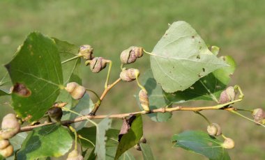 Kavak sarmal safra yaprak biti veya Pemphigus spyrothecae Populus nigra (siyah kavak yaprağı petiole üzerinde)