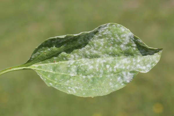 Primer Plano Hojas Verdes Con Moho Polvo — Foto de Stock