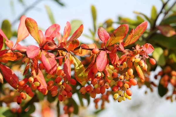 Primer Plano Las Bayas Árbol —  Fotos de Stock