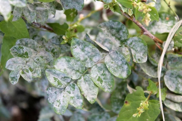 Primer Plano Hojas Verdes Con Moho Polvo — Foto de Stock