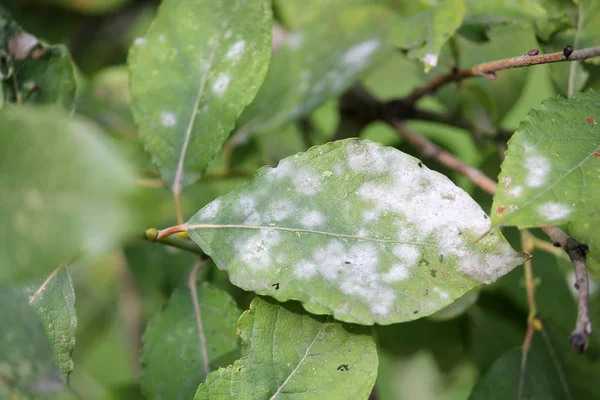 Close up of green leaves with powdery mildew — Stock Image Close Green Leaves Powdery Mildew Royalty Free Stock Images