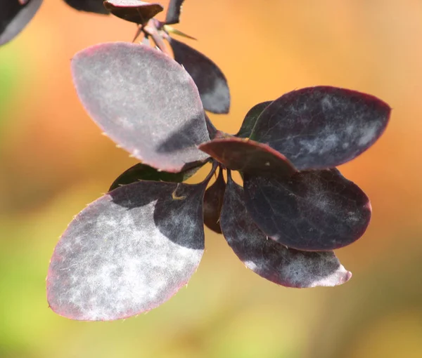 Close up of green leaves with powdery mildew — Stock Image Close Green Leaves Powdery Mildew Stock Photo