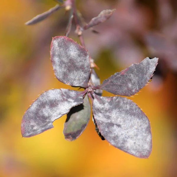 Close up of green leaves with powdery mildew — Stock Image Close Green Leaves Powdery Mildew Royalty Free Stock Images