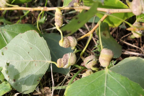 Тополь Спирально Желчный Тля Pemphigus Spyrothecae Листьях Petiole Populus Nigra Лицензионные Стоковые Изображения