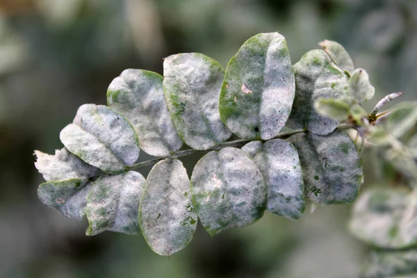 Close up of green leaves with powdery mildew — Stock Image Close Green Leaves Powdery Mildew Royalty Free Stock Photos