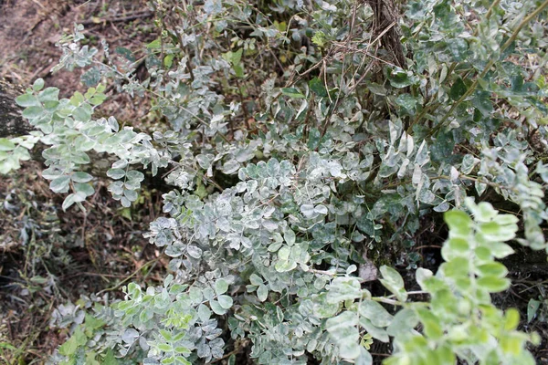 Close up of green leaves with powdery mildew — Stock Image Close Green Leaves Powdery Mildew Royalty Free Stock Images