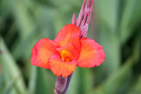 Heldere Oranjerode Canna Bloem Tuin Groene Achtergrond — Stockfoto