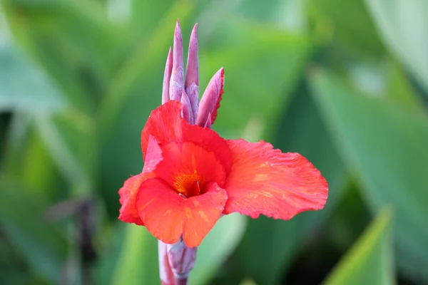 Heldere Oranjerode Canna Bloem Tuin Groene Achtergrond — Stockfoto