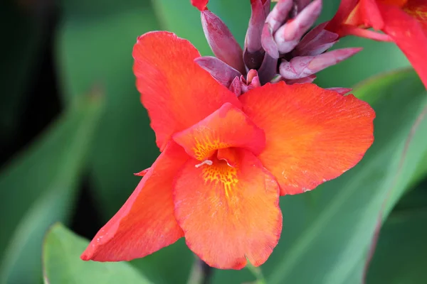 Flor Canna Brillante Naranja Rojo Jardín Sobre Fondo Verde — Foto de Stock