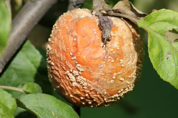 Pourriture Brune Des Fruits Pomme Causée Par Champignon Monilia Photos De Stock Libres De Droits