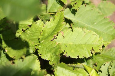 Hasarlı yeşil yaprakların kapatılması