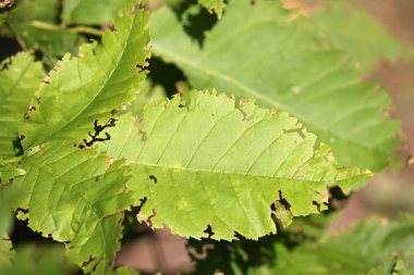 Hasarlı yeşil yaprakların kapatılması