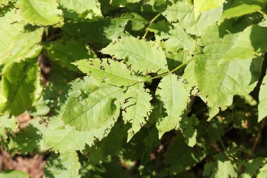 Hasarlı yeşil yaprakların kapatılması