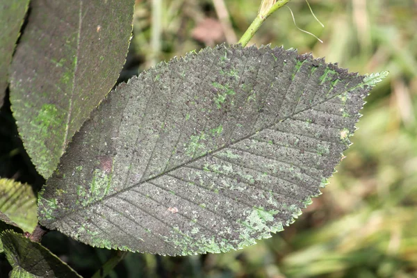 Primer Plano Hojas Verdes Con Moho Polvo — Foto de Stock