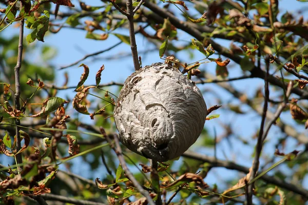 Grote Wesp Nest Opknoping Kroon Van Boom — Stockfoto
