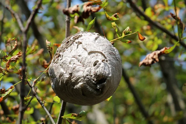 Grote Wesp Nest Opknoping Kroon Van Boom — Stockfoto