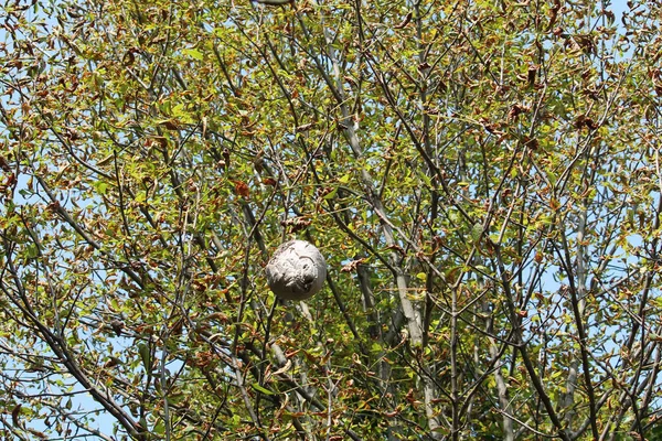 Grote Wesp Nest Opknoping Kroon Van Boom — Stockfoto