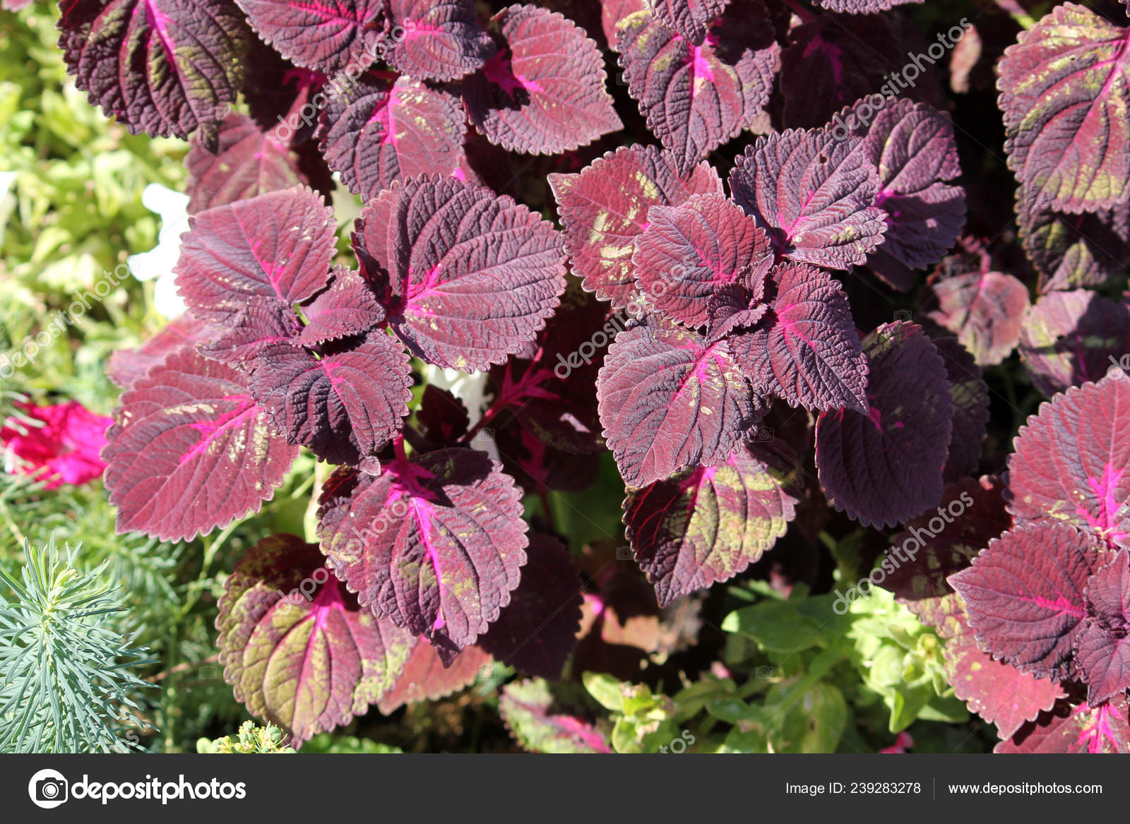 Coleus Blumei Painted Nettle Cultivar Dark Purple Leaves Stock Photo C Kazakovmaksim 239283278