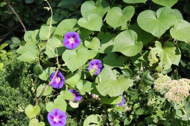 Ipomoea purpurea veya mor sabah zafer. Yeşil yaprakları ve ışık mavi çiçek çiçekli bitkinin genel görünümü