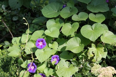 Ipomoea purpurea veya mor sabah zafer. Yeşil yaprakları ve ışık mavi çiçek çiçekli bitkinin genel görünümü