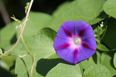 Ipomoea purpurea veya mor sabah zafer bitkinin ışık mavi çiçek