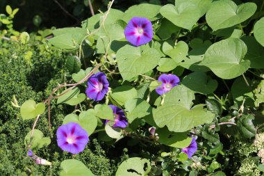 Ipomoea purpurea veya mor sabah zafer. Yeşil yaprakları ve ışık mavi çiçek çiçekli bitkinin genel görünümü