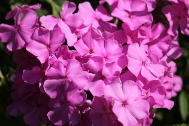 Phlox paniculata pembe çiçekler
