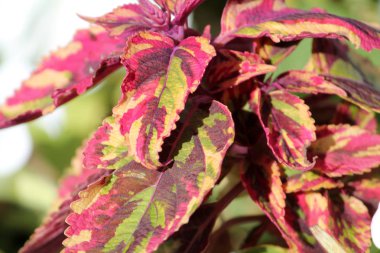 Bitkilerin parlak yapraklarının kapatılması