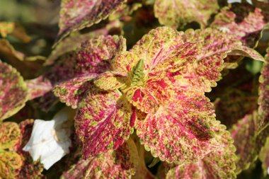 Bitkilerin parlak yapraklarının kapatılması