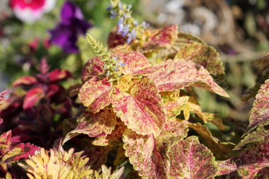 Bitkilerin parlak yapraklarının kapatılması