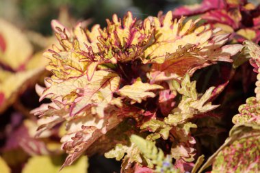 Bitkilerin parlak yapraklarının kapatılması