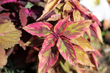 Bitkilerin parlak yapraklarının kapatılması