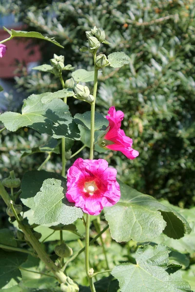 Floração Hollyhock Comum Alcea Rosea Com Flor Rosa — Fotografia de Stock