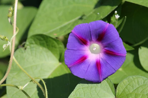 サツマイモの茎 葉のみまたは紫の朝顔植物の光の青い花 — ストック写真