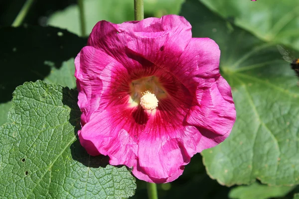 Ortak Gülhatmi Veya Alcea Rosea Pembe Çiçek — Stok fotoğraf