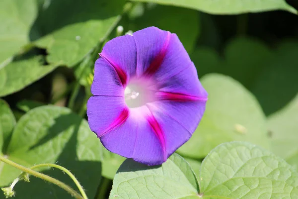 サツマイモの茎 葉のみまたは紫の朝顔植物の光の青い花 — ストック写真