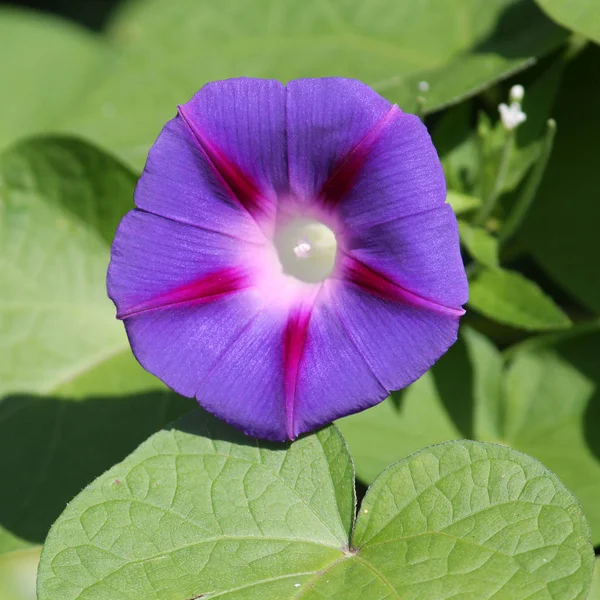 サツマイモの茎 葉のみまたは紫の朝顔植物の光の青い花 — ストック写真