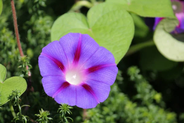 Světle Modrý Květ Ipomoea Purpurea Nebo Fialová Svlačec Rostliny — Stock fotografie