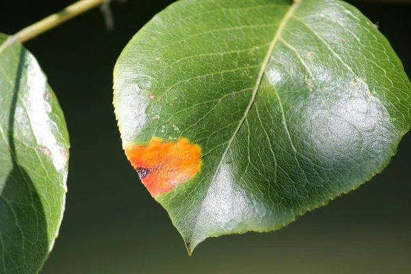 Oxido Pera Gymnosporangium Sabinae Sobre Hoja Pera Verde — Foto de Stock