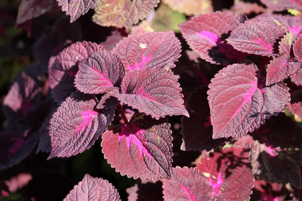 Coleus Blumei Painted Brandnetel Cultivar Met Donkere Paarse Bladeren — Stockfoto